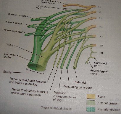 Lower Back and Sciatic Nerves Lower Back and Sciatic Nerves