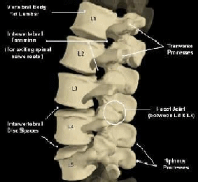 Image of Lumbar Spine